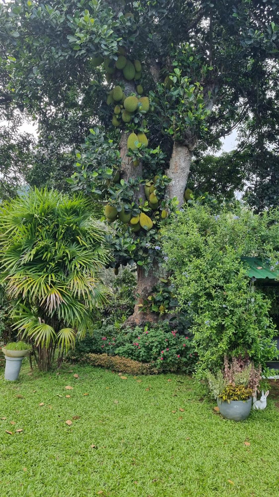 Sithara Estate Bungalow Ella Kültér fotó